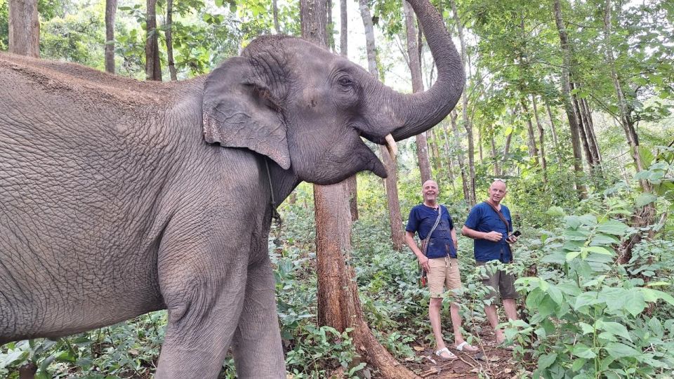 Chiang Mai: Elephant Sanctuary With Lunch Day Tours - Frequently Asked Questions