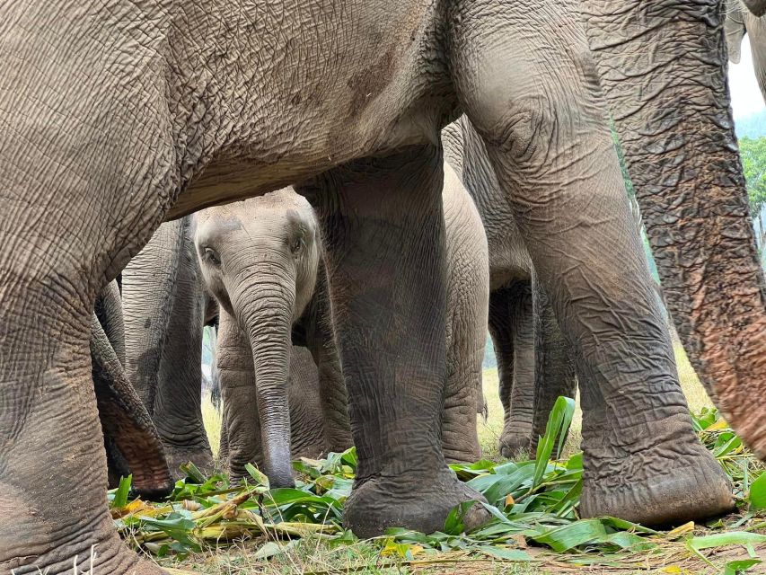 Chiang Mai: New Elephant Home Elephant Care Program - Frequently Asked Questions