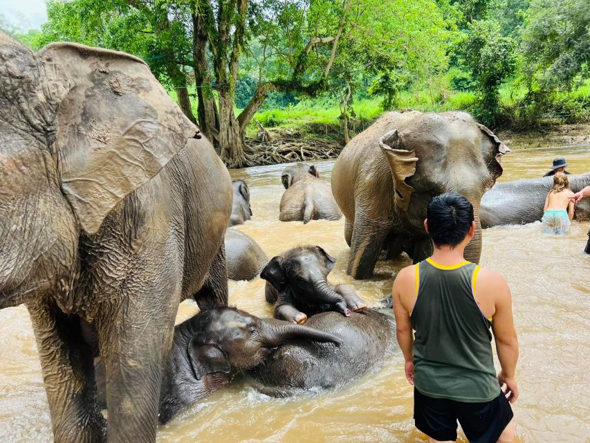 Chiang Mai: New Elephant Home Walking With Giants Tour - Frequently Asked Questions