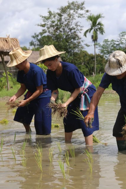 Chiang Mai: Thai Buffalo and Rice Planting Experience - Frequently Asked Questions