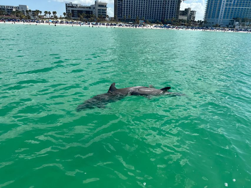 Clearwater Beach: Dolphin and Island Sandbar Boat Tour - Frequently Asked Questions