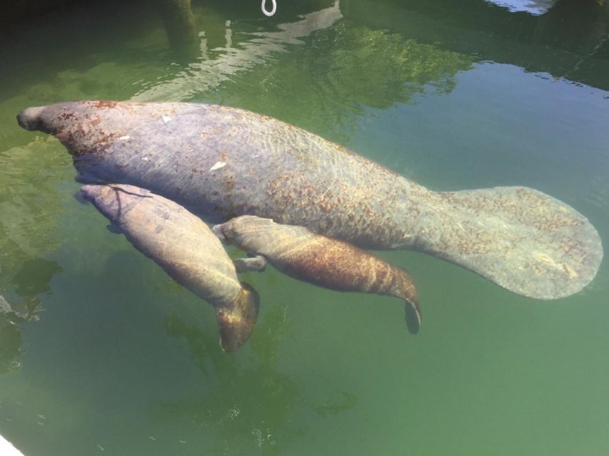 Crystal River: Manatee Viewing Cruise - Frequently Asked Questions