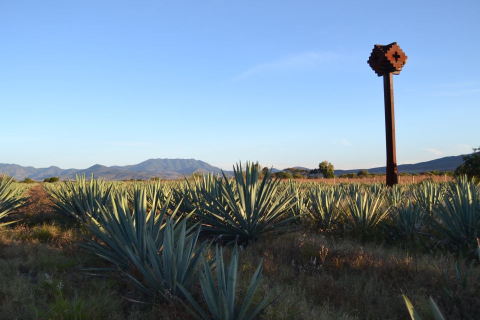 Ensenada: Mezcal, Tequila, Ceviche and Shopping Tasting Tour - Frequently Asked Questions