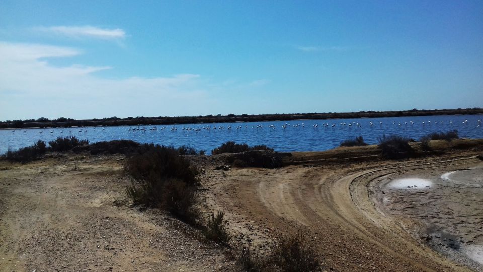 Faro Bike Tour Through the Beautiful Ria Formosa - Frequently Asked Questions