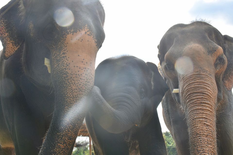 From Bangkok: Wildlife Rescue and Elephant Rescue Tour - Frequently Asked Questions