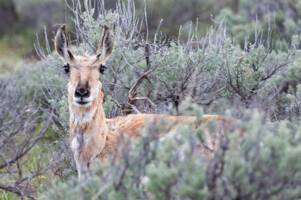 From Jackson Hole: Half-Day Grand Teton Wildlife Tour - Frequently Asked Questions