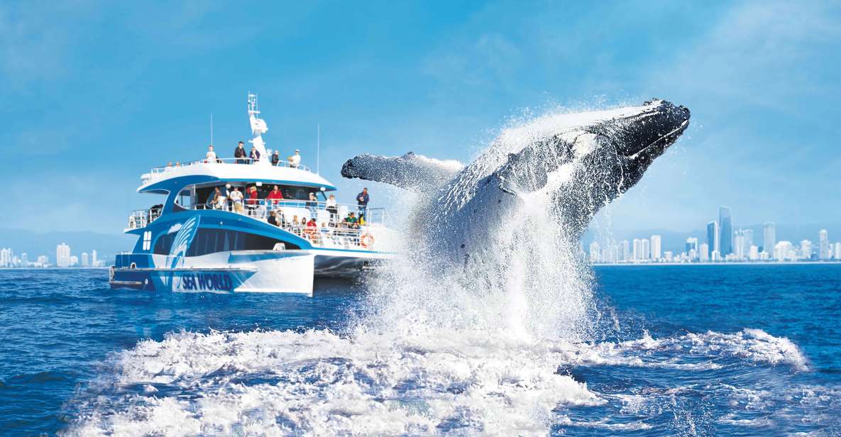 Gold Coast: Premium Whale Watching Cruise With Naturalist - Frequently Asked Questions