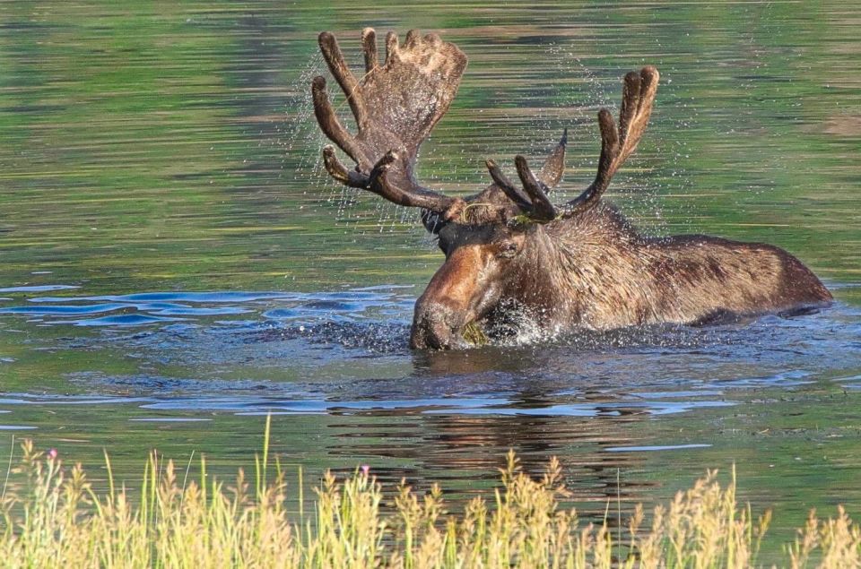 Half-Day RMNP Lakes and Meadows Tour-RMNPhotographer - Recap