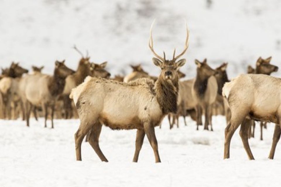 Jackson: Grand Teton and National Elk Refuge Winter Day Trip - Frequently Asked Questions