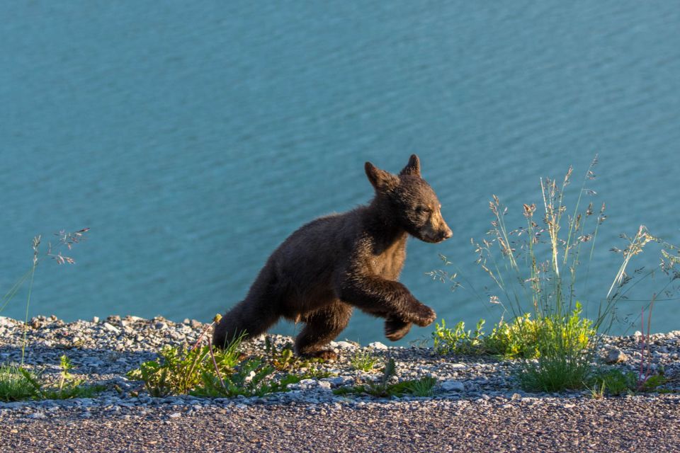 Jasper National Park: Evening or Morning Wildlife Watch Tour - Frequently Asked Questions