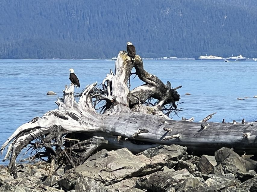 Juneau: Rainforest Photo Safari on a Segway - Frequently Asked Questions