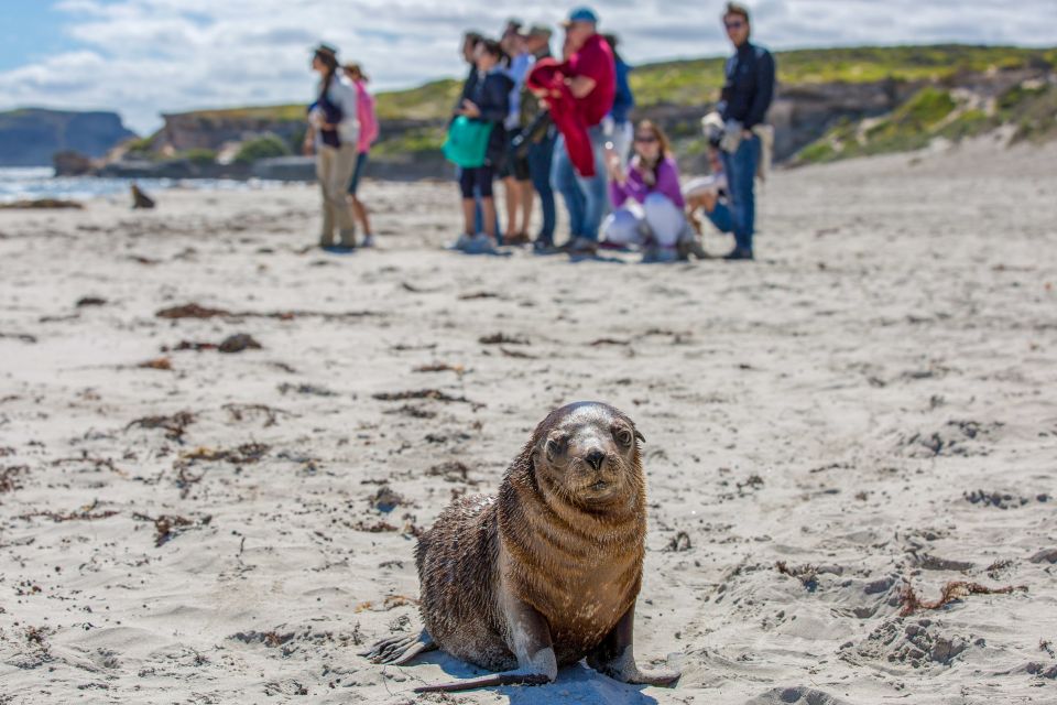 Kangaroo Island Full Day Experience by Ferry Including Lunch - Recap