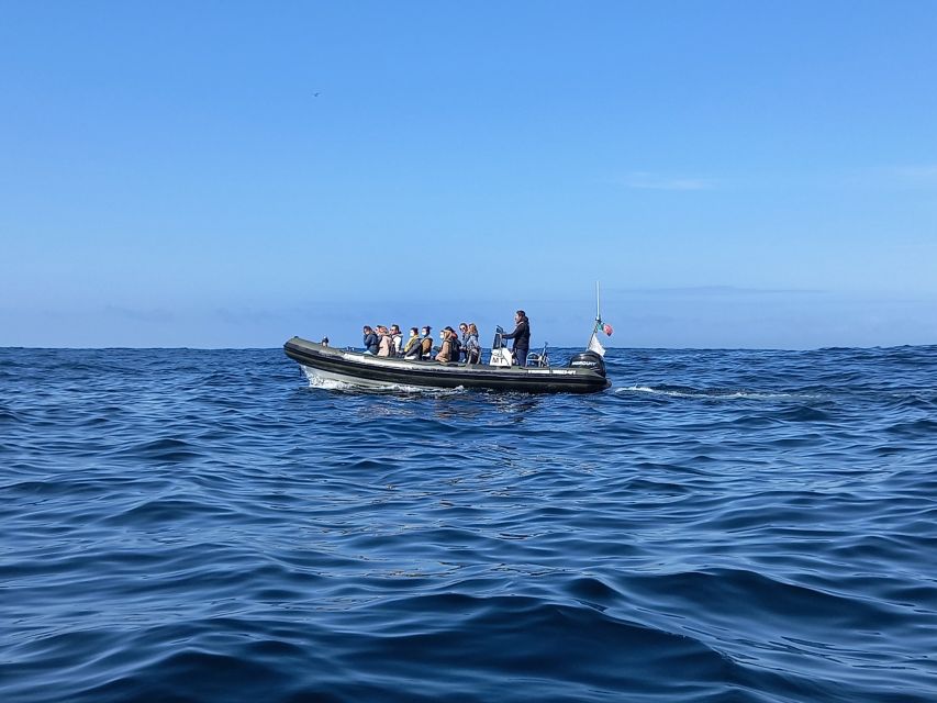 Lisbon: Dolphin Watching With Marine Biologist - Frequently Asked Questions