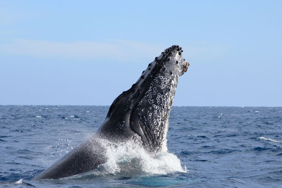 Los Cabos: Whale Watching (Transport and Pictures Included) - Pickup and Drop-off Locations