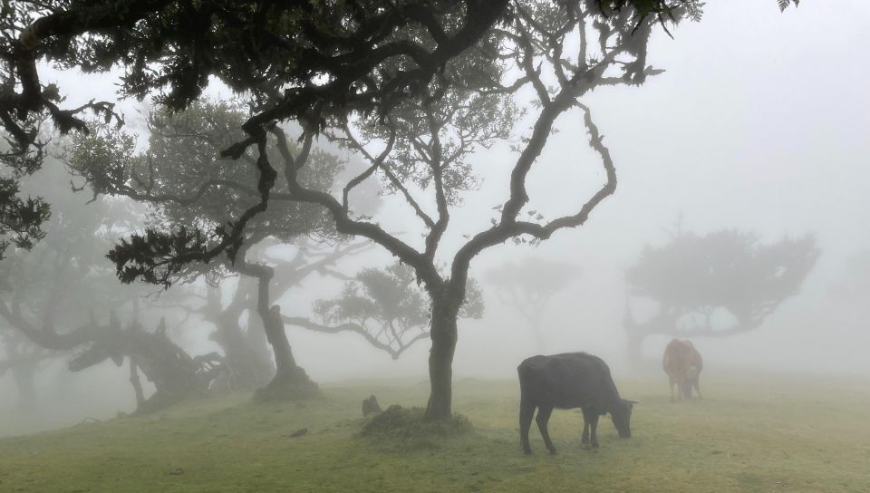 Madeira: West Coast Achadas Cruz, Moniz, Seixal and Fanal - Frequently Asked Questions