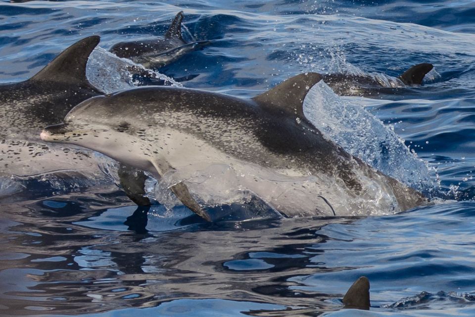 Madeira: Whale and Dolphin Watching Tour - Frequently Asked Questions