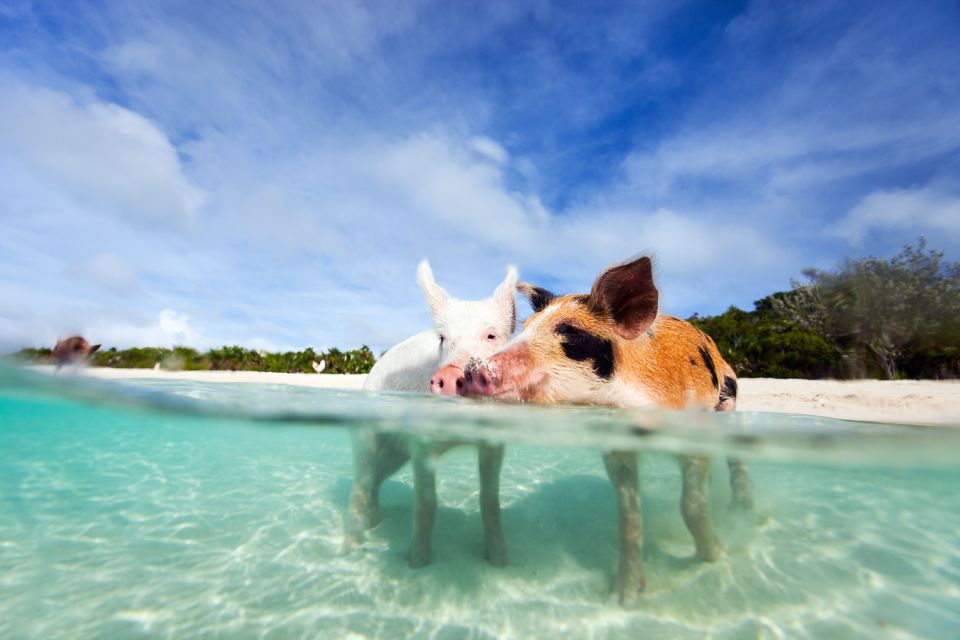 Nassau: 3 Islands Tour, Snorkel, Pig Beach, Turtles & Lunch - Frequently Asked Questions