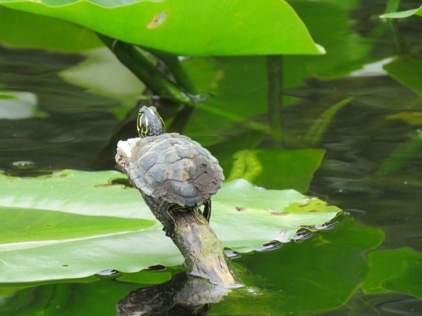 Orlando: Small Group Manatee Discovery Kayak Tour - Recap