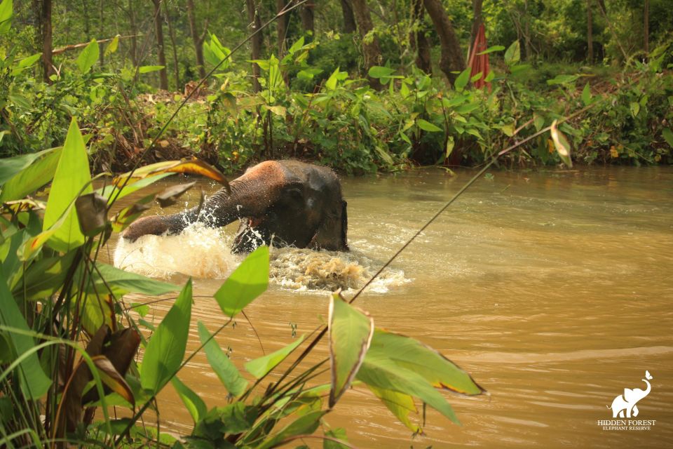 Phuket: Hidden Forest Elephant Reserve With Meal & Transfer - Frequently Asked Questions