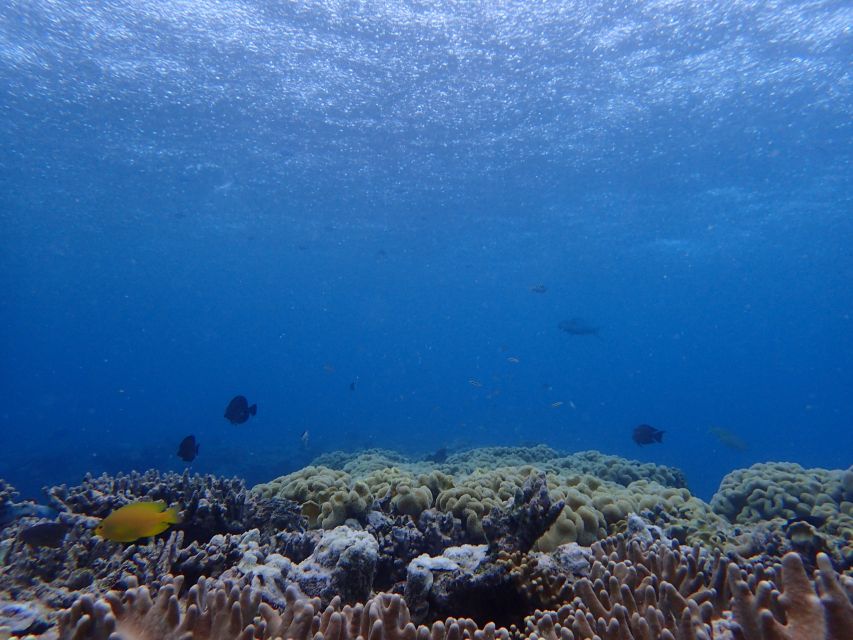 Port Douglas: Outer Great Barrier Reef Snorkeling Cruise - Frequently Asked Questions