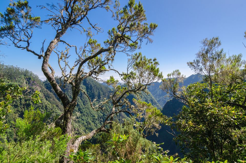 Ribeiro Frio / Portela - Levada Walk - Frequently Asked Questions