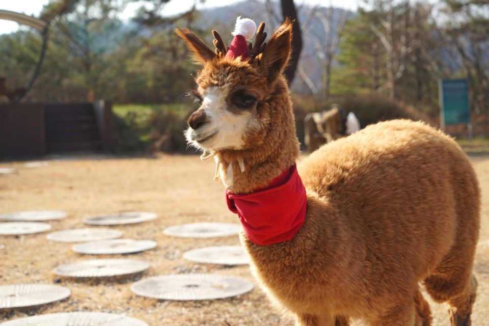 Seoul: Alpaca Land, Nami Tour (Optional Gangchon Railbike) - Frequently Asked Questions