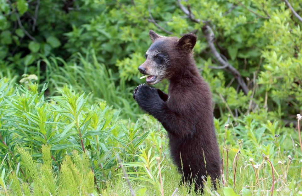 Skagway: Klondike Highway & Yukon Bus Tour With Husky Kennel - Frequently Asked Questions