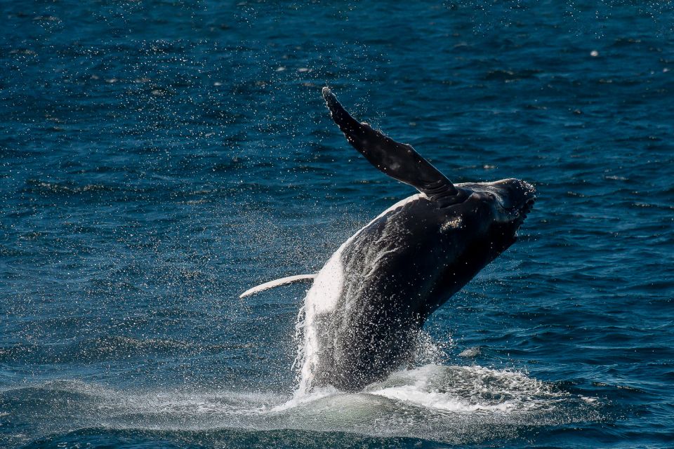 Sydney: Whale Watching Cruise - Recap