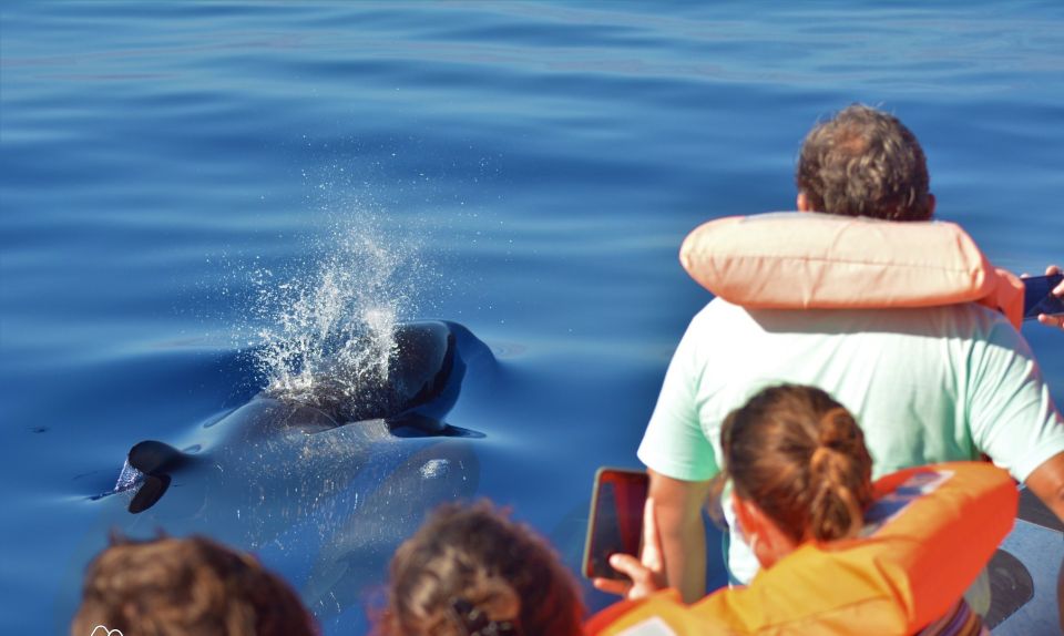 Terceira: Half-Day Dolphin and Whale Watching Tour - Frequently Asked Questions