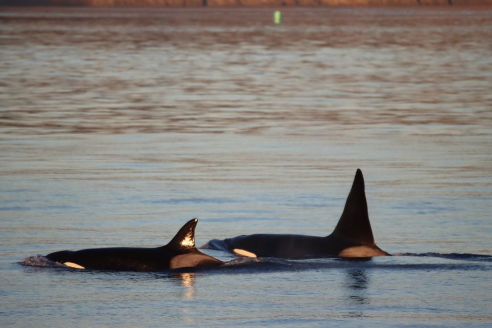 Vancouver Whale Watching Safari - Frequently Asked Questions