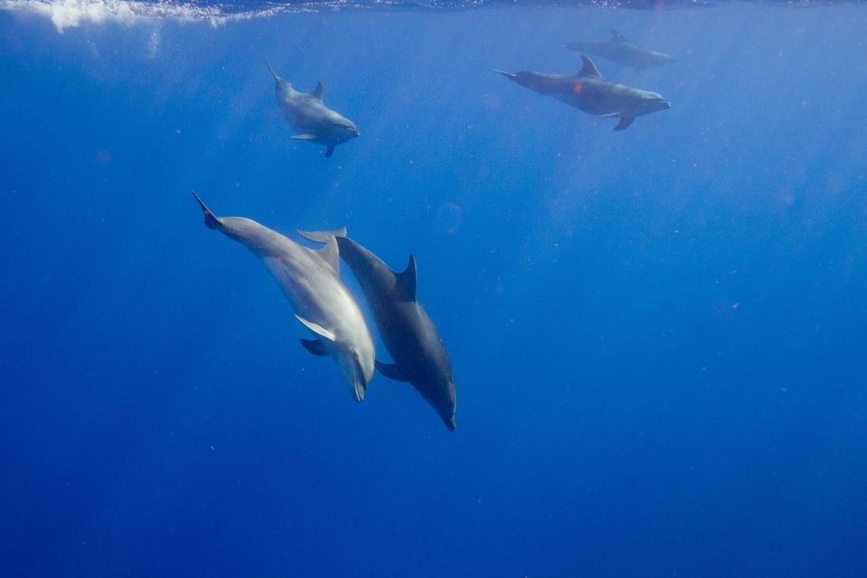 Waianae, Oahu: Swim With Dolphins (Semi-Private Boat Tour) - Frequently Asked Questions