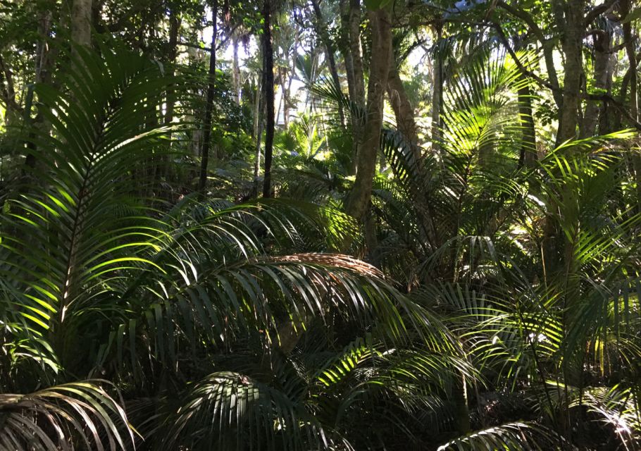 Waiheke Island: Forest and Beach Premium Guided Walk - Frequently Asked Questions