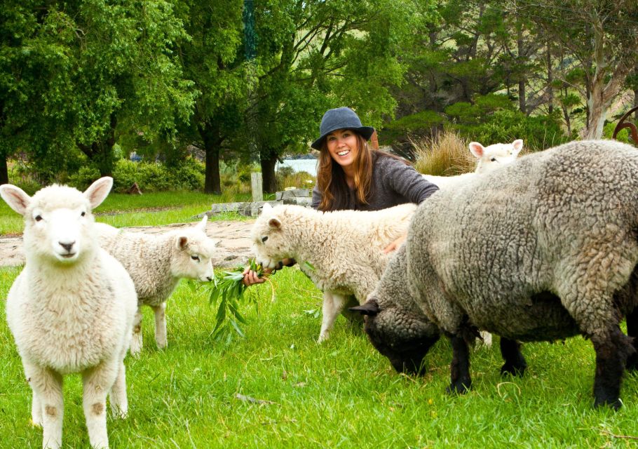 Akaroa: 24-hour Overnight Pohatu Penguin Package - Key Points