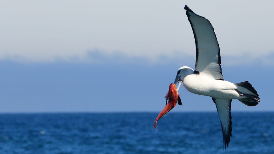 Akaroa: Scenic Coastline Wildlife Cruise - Key Points