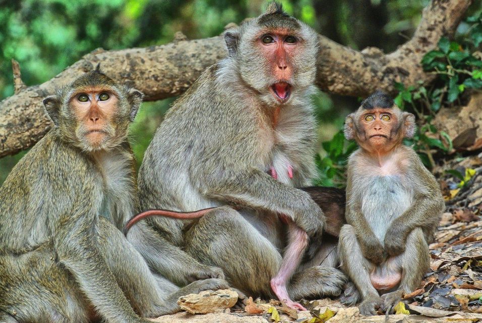 All-Inclusive Monkey Forest, Waterfall, Rice Terrace, Temple. - Key Points