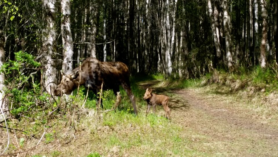 Anchorage: Coastal Trail 3-Hour City Bike Tour - Key Points