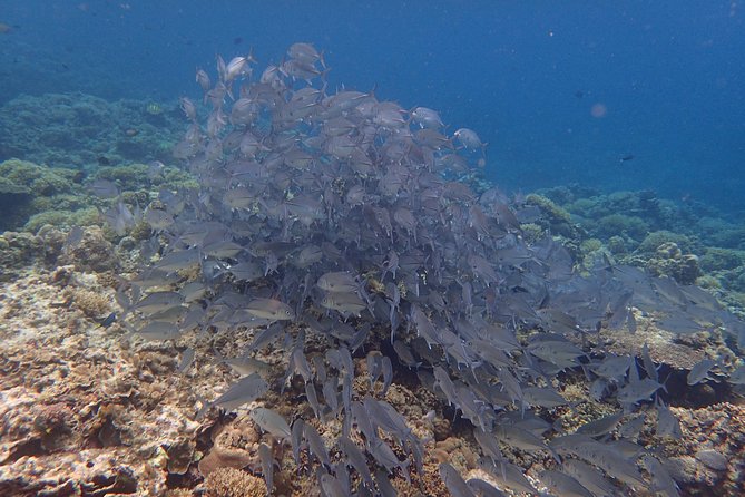 Anilao Snorkel Safari: Explore the Amazing Underwater World - Overview of Anilao Snorkel Safari