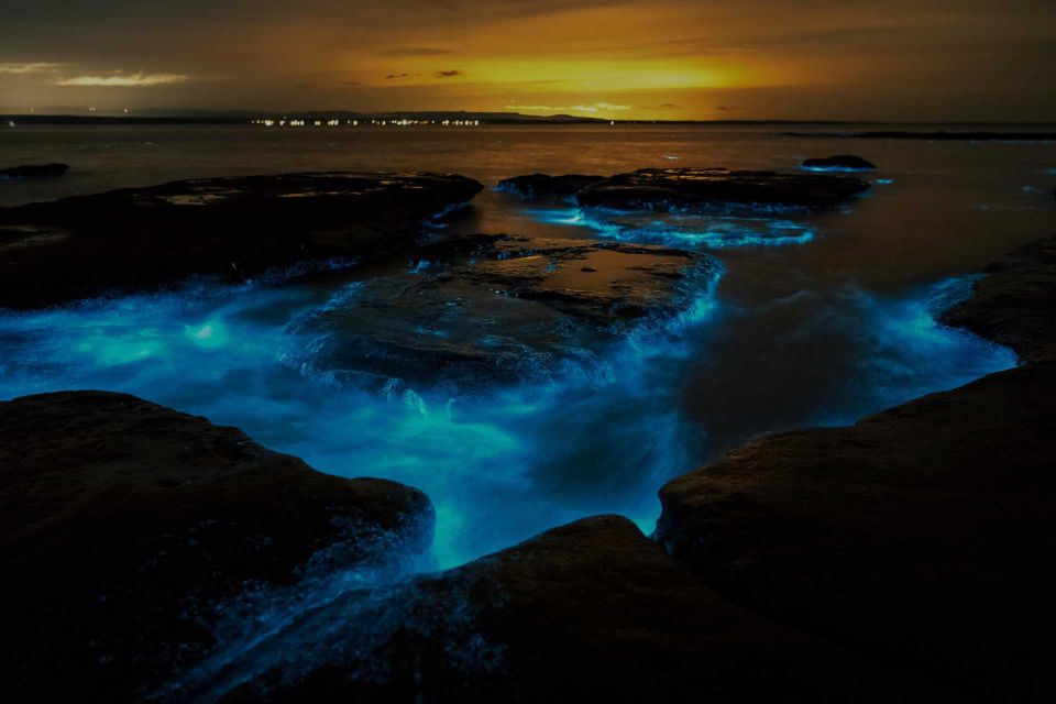 Auckland: Bioluminescence Kayak Tour - Key Points