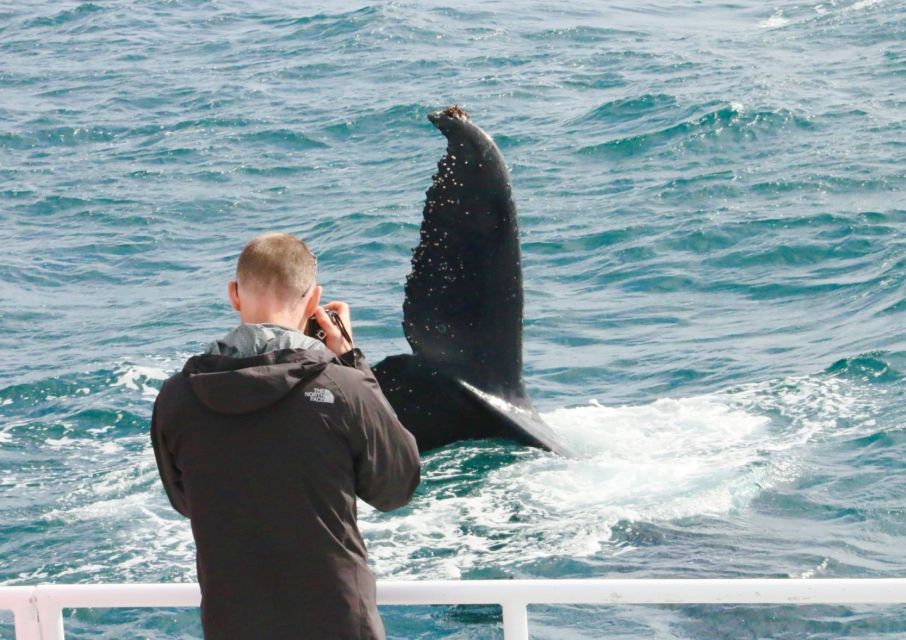 Augusta: Whale Watching Tour - Key Points