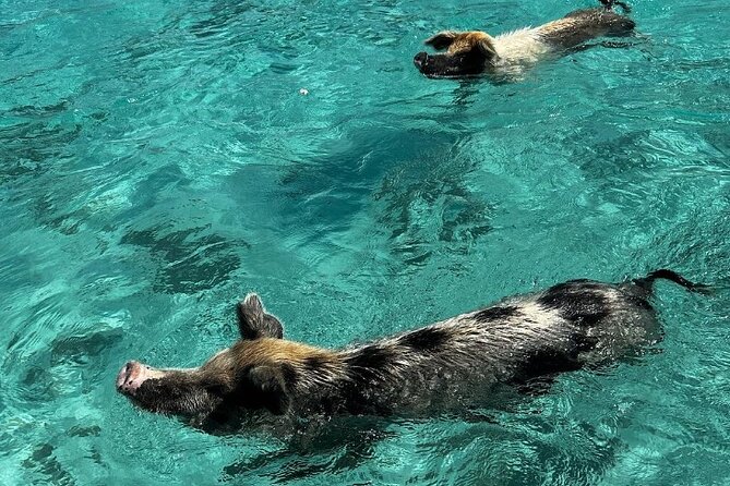 Bahamas Famous Pink Sand and Pig Experience With Snorkeling - Tour Overview and Highlights