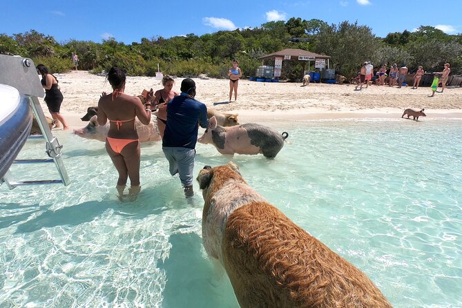 Bahamas Swimming Pigs Full Day Exuma Boat Tour - Tour Overview