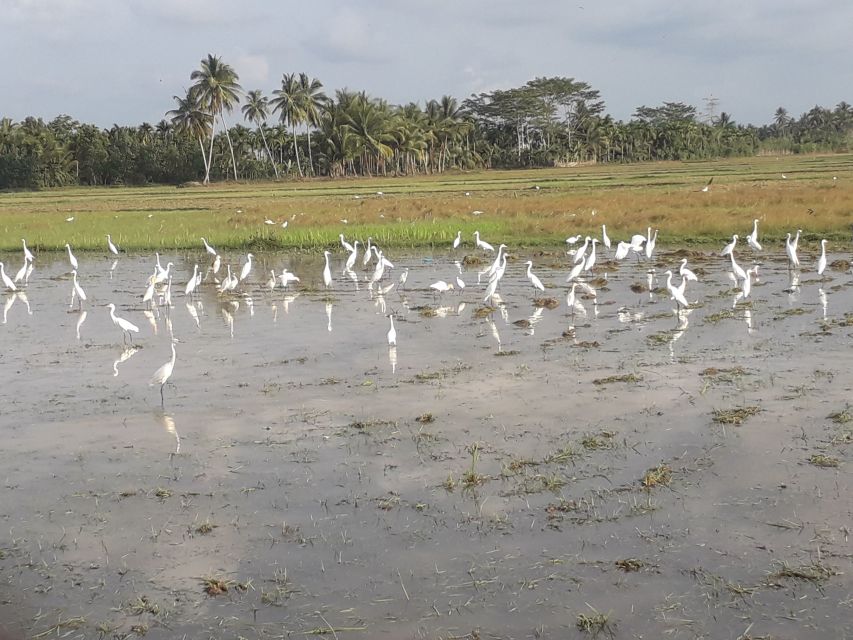 Bali: Bird Watching Tour in Ubud Countryside With Transfer - Key Points