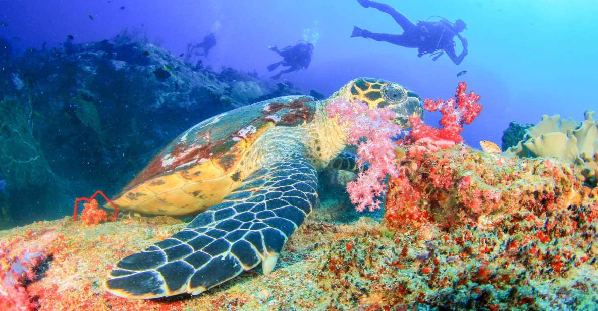 Bali: Padangbai Blue Lagoon Beginners Dive Experience - Key Points