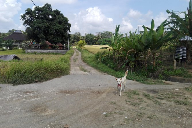 Balinese Cooking Class at Organic Farm - Key Points