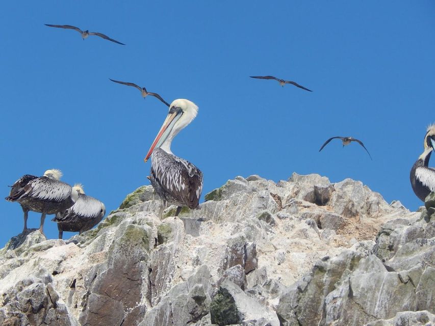 Ballestas-Huacachina Oasis and Overflight in Nasca From Lima - Key Points