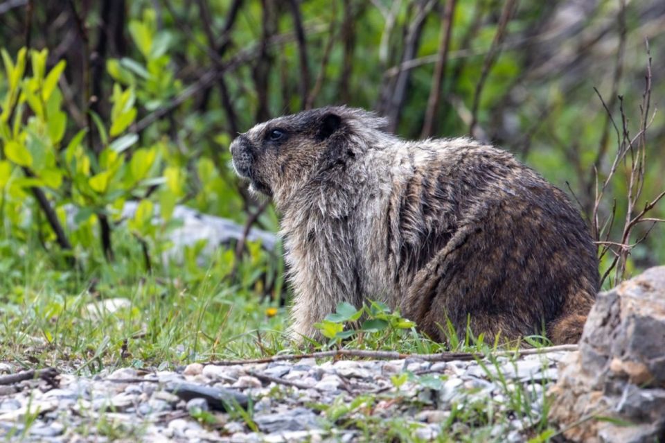 Banff: Waterfalls Tour in Banff & Yoho National Parks - Key Points