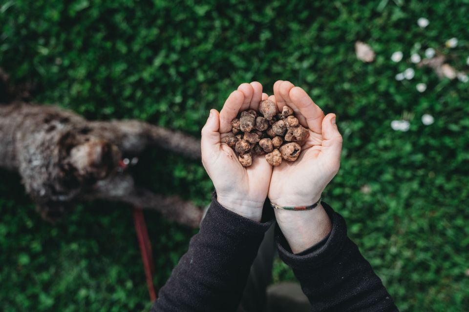 Barberino Tavarnelle: Truffle Hunt Tour With Lunch or Dinner - Key Points