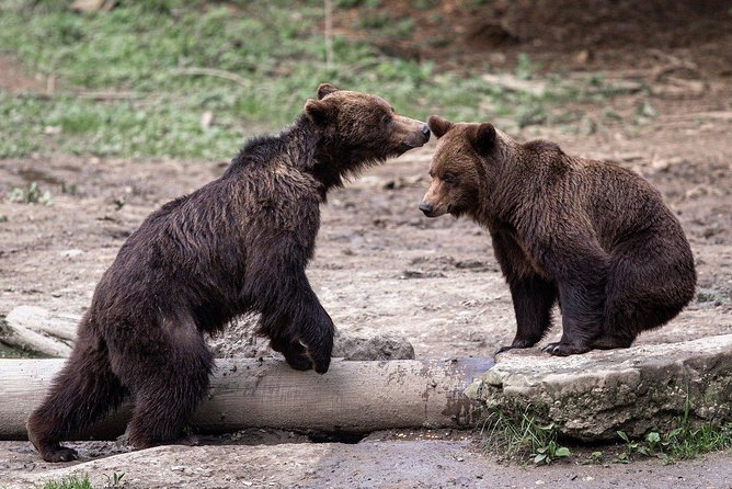 Bear Watching Experience Near Brasov - Key Points