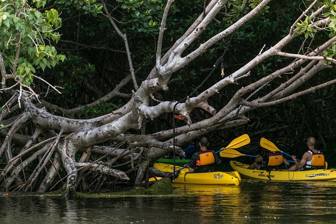Bio Bay Night Kayaking With Transport From San Juan Area - Tour Overview