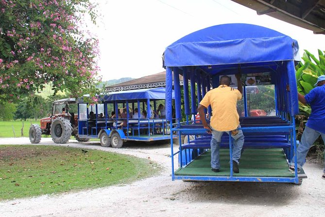 Black River Safari & YS Falls Guided Tour With Lunch & Admission From Negril - Tour Overview